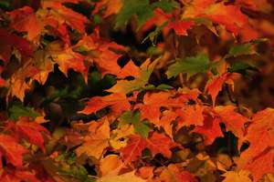 fall-foliage2.jpg